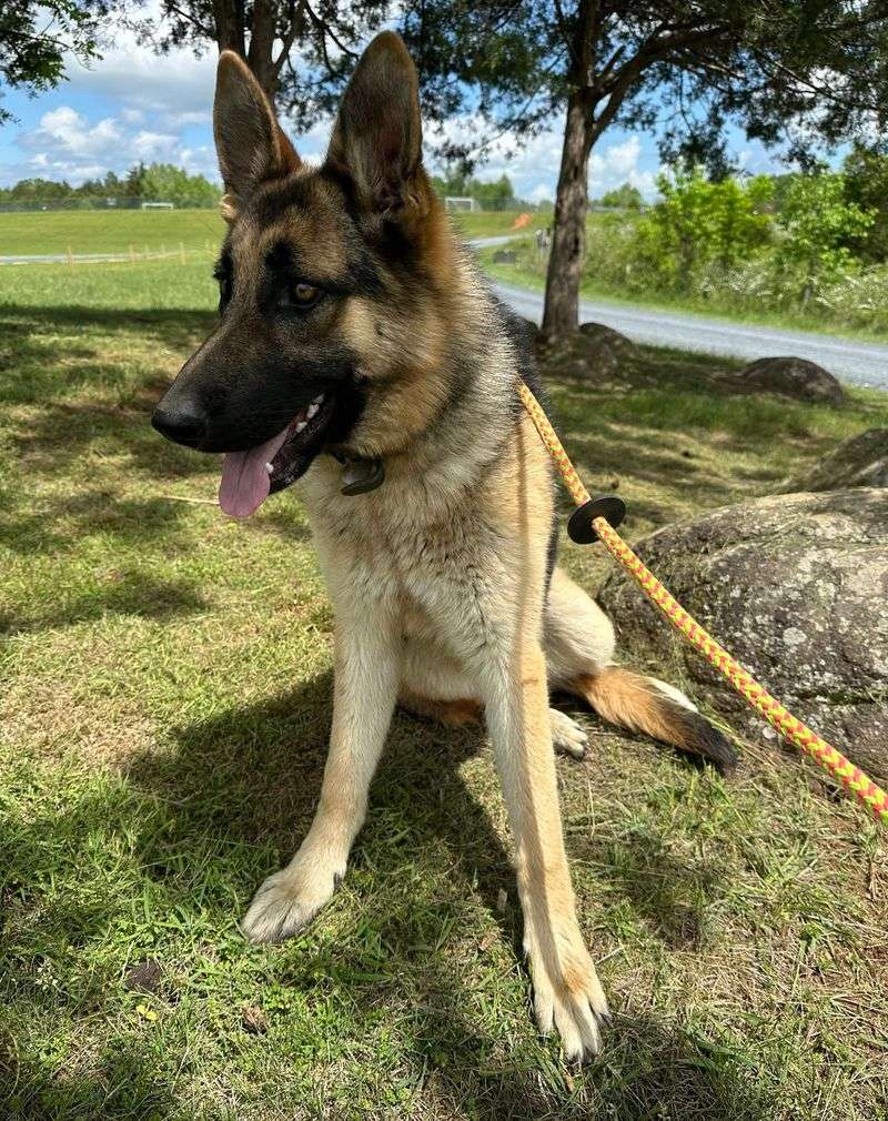 German Shepherd