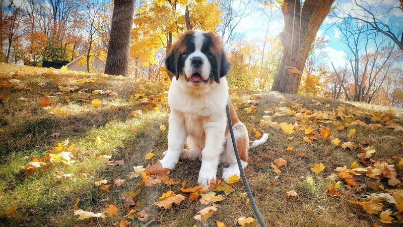 Saint Bernard