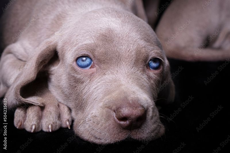 Weimaraner