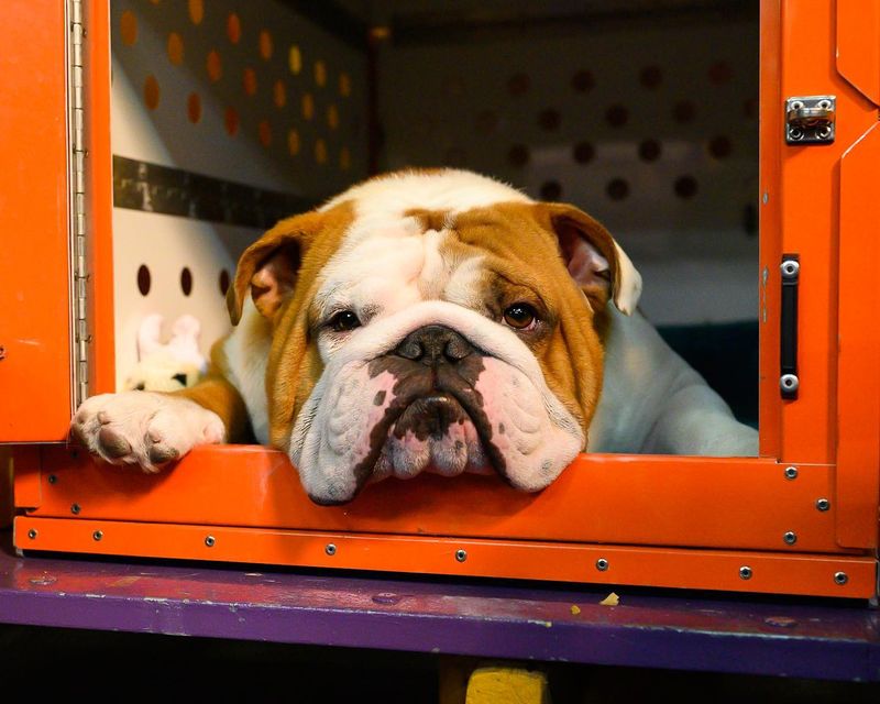 Bulldog