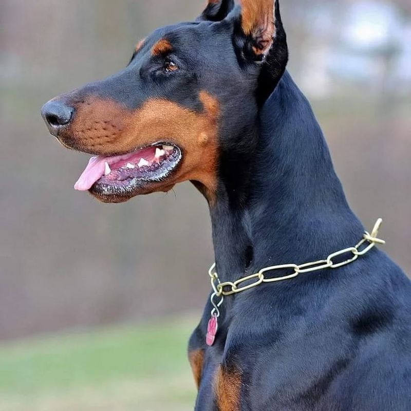 Doberman Pinscher