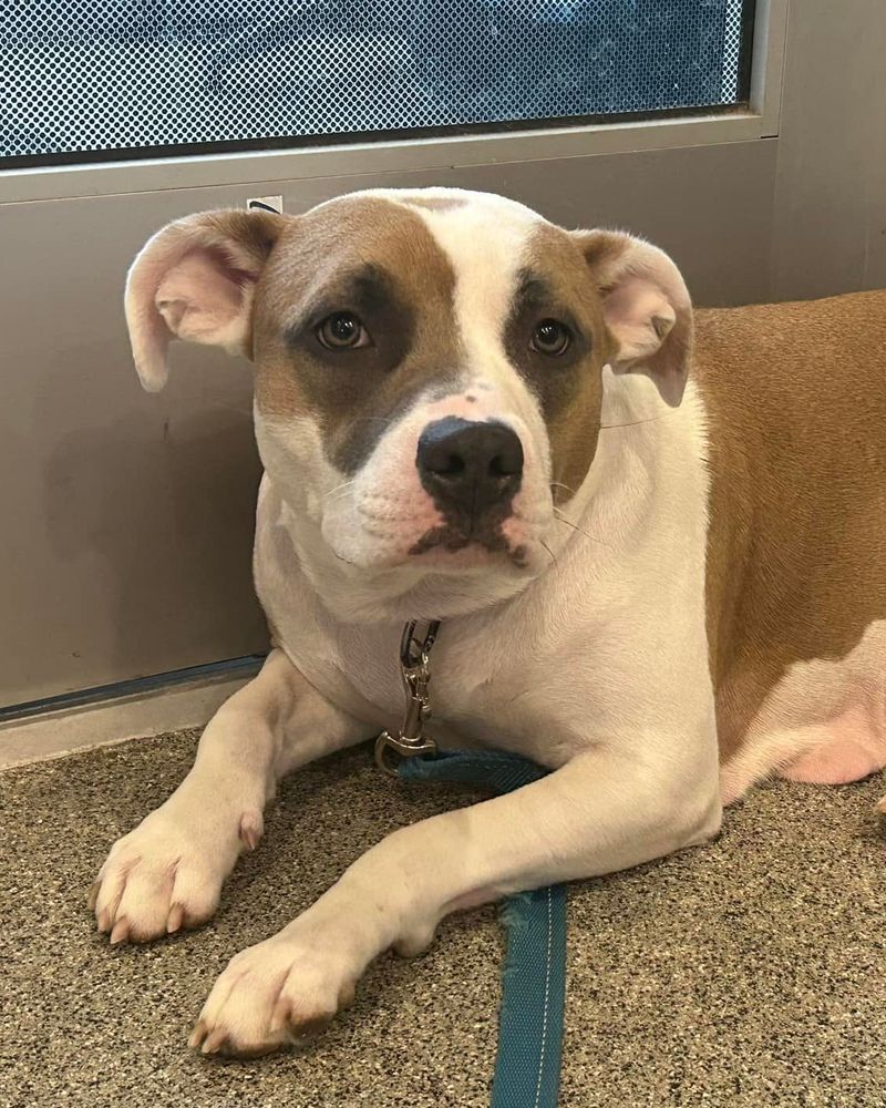 American Pit Bull Terrier