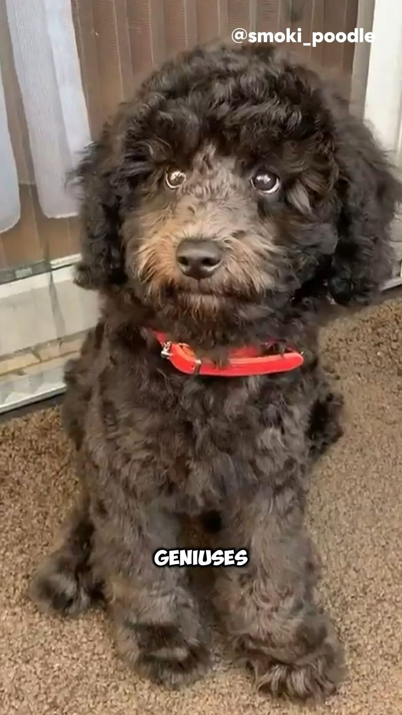 Poodle