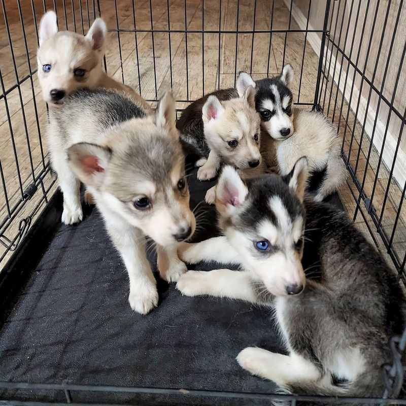 Siberian Husky