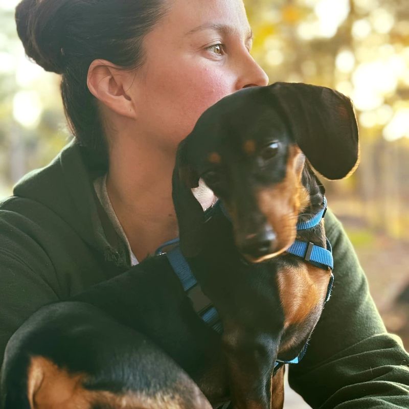 Dachshund