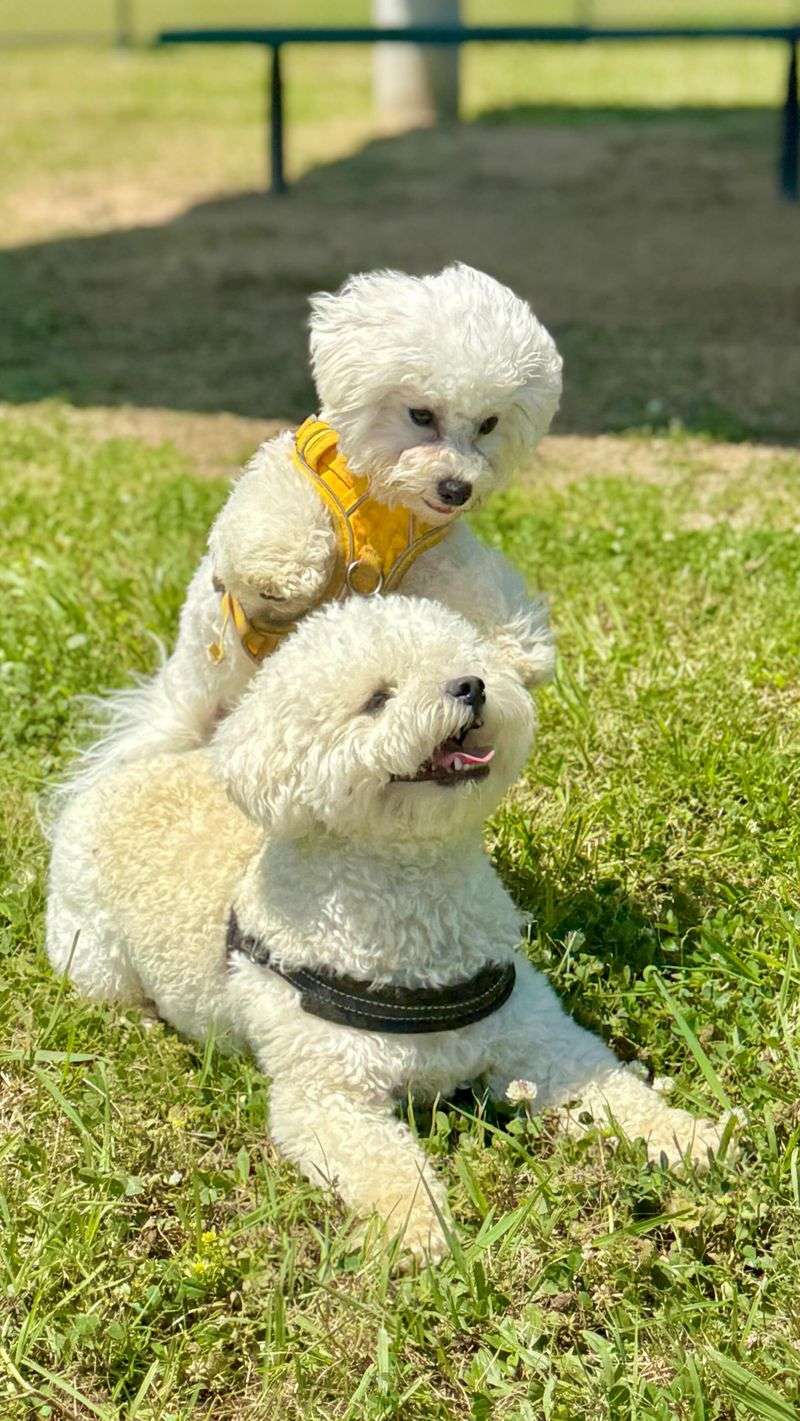 Bichon Frise