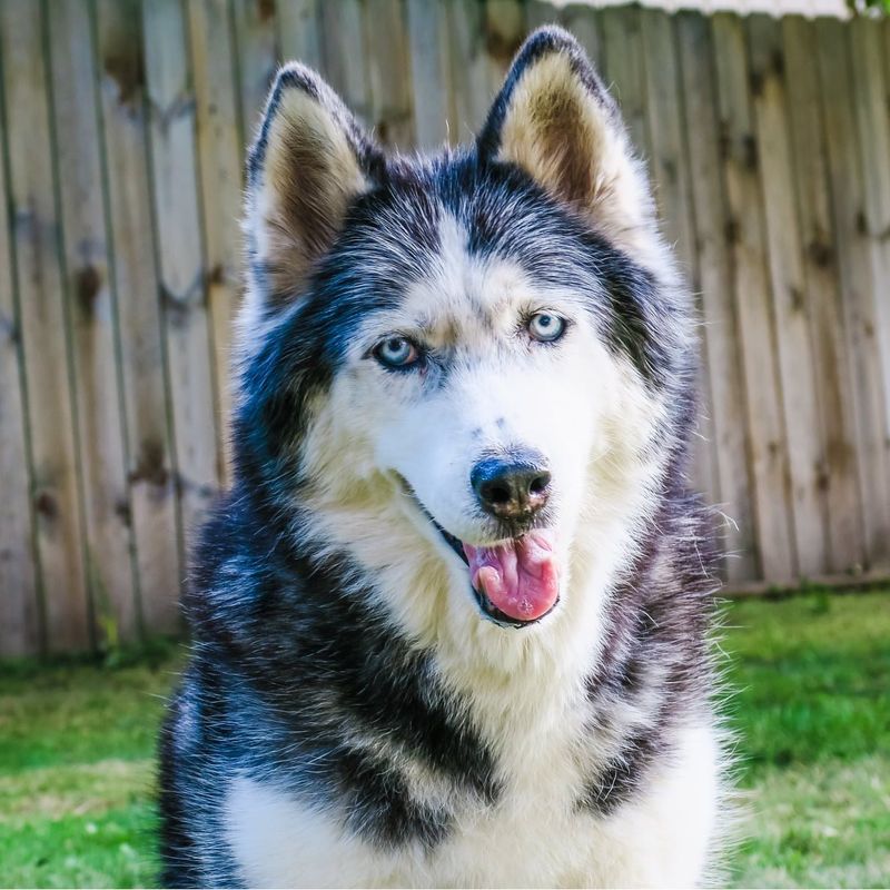 Siberian Husky