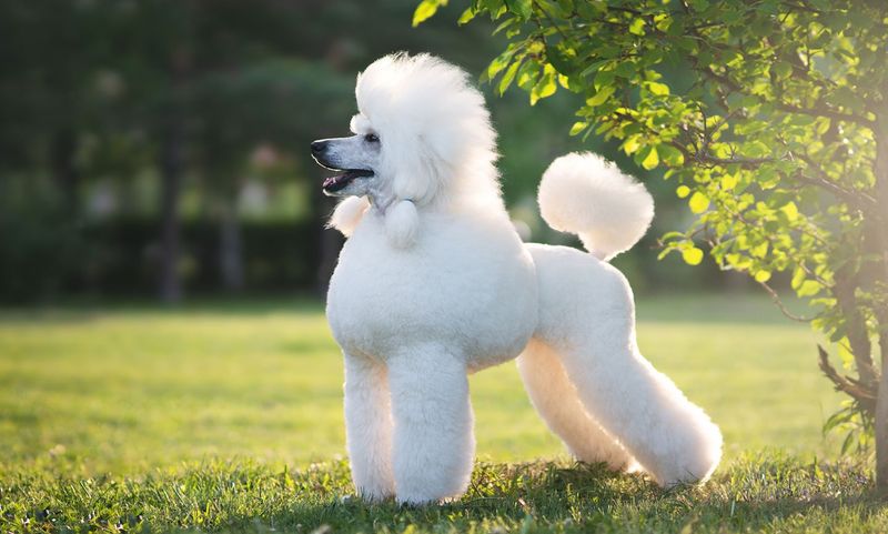 Poodle