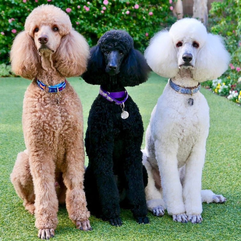 Poodle