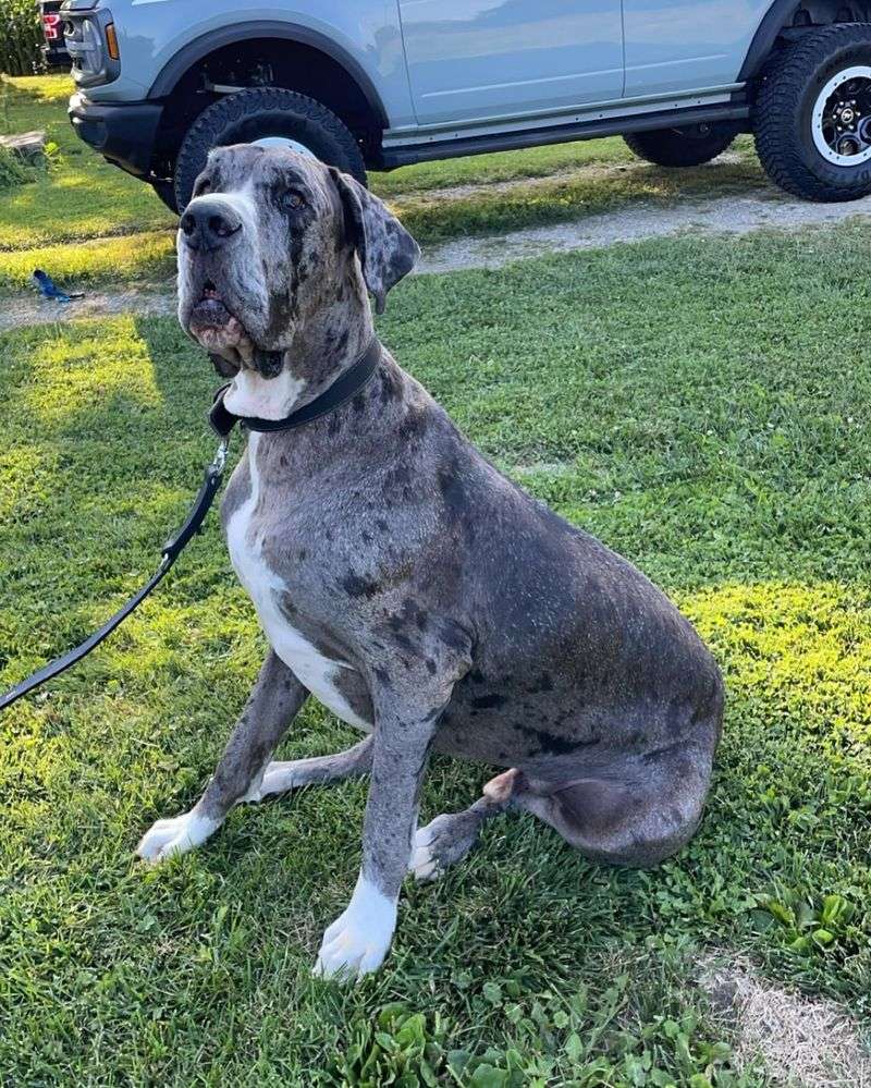 Great Dane