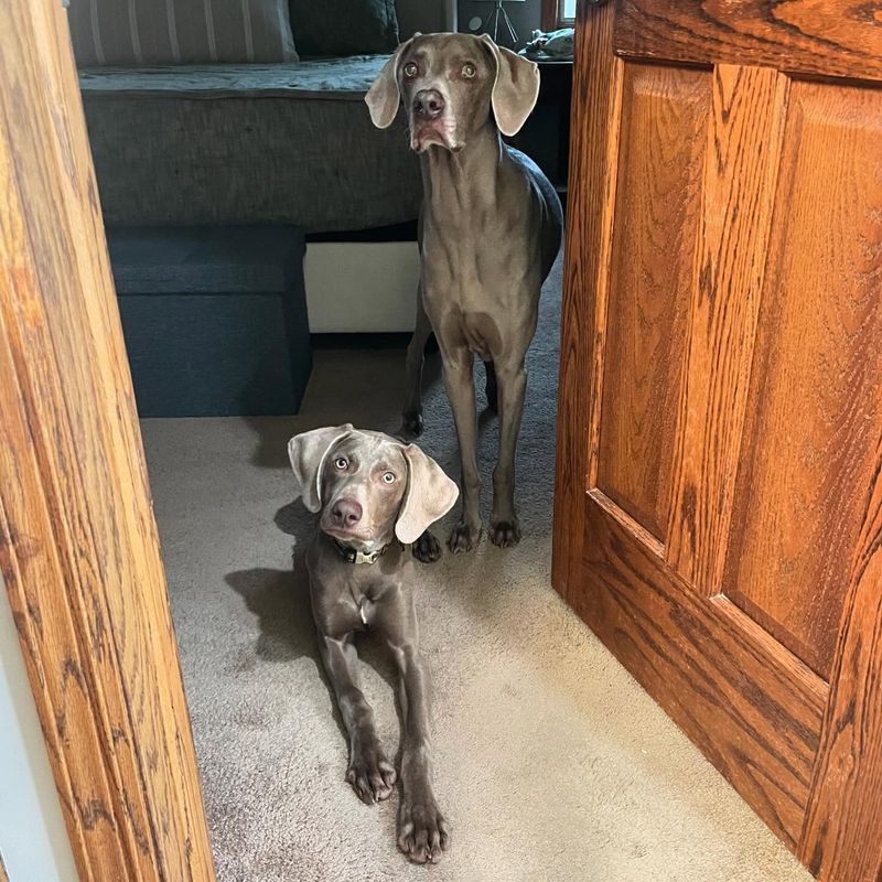 Weimaraner