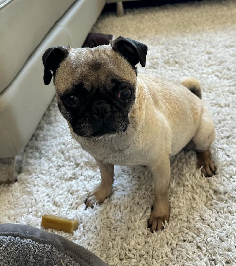 Pug