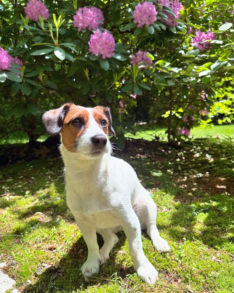 Jack Russell Terrier