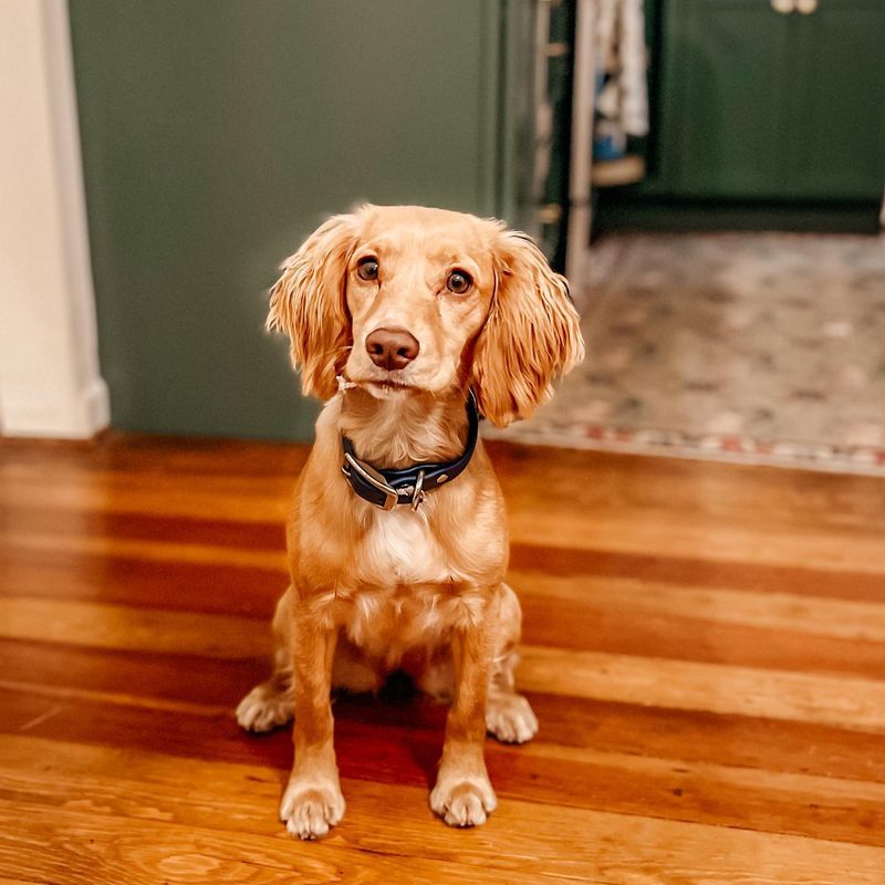 Cocker Spaniel