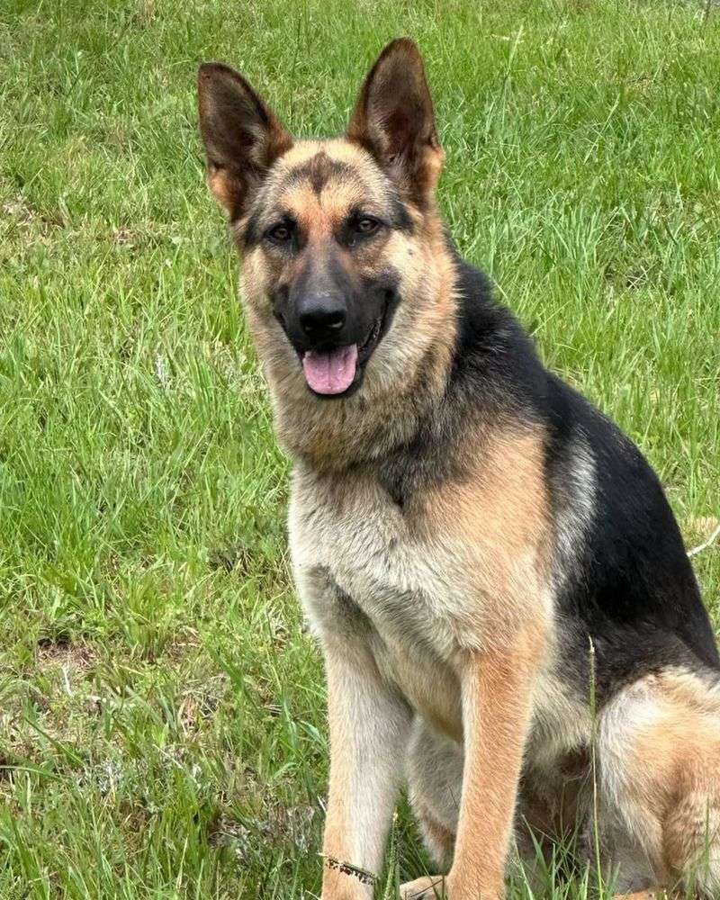 German Shepherd