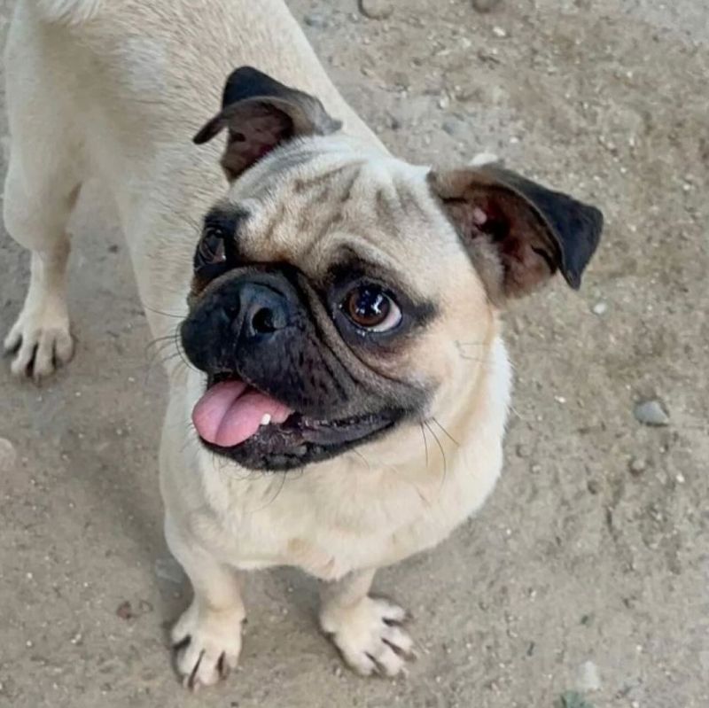 Pug