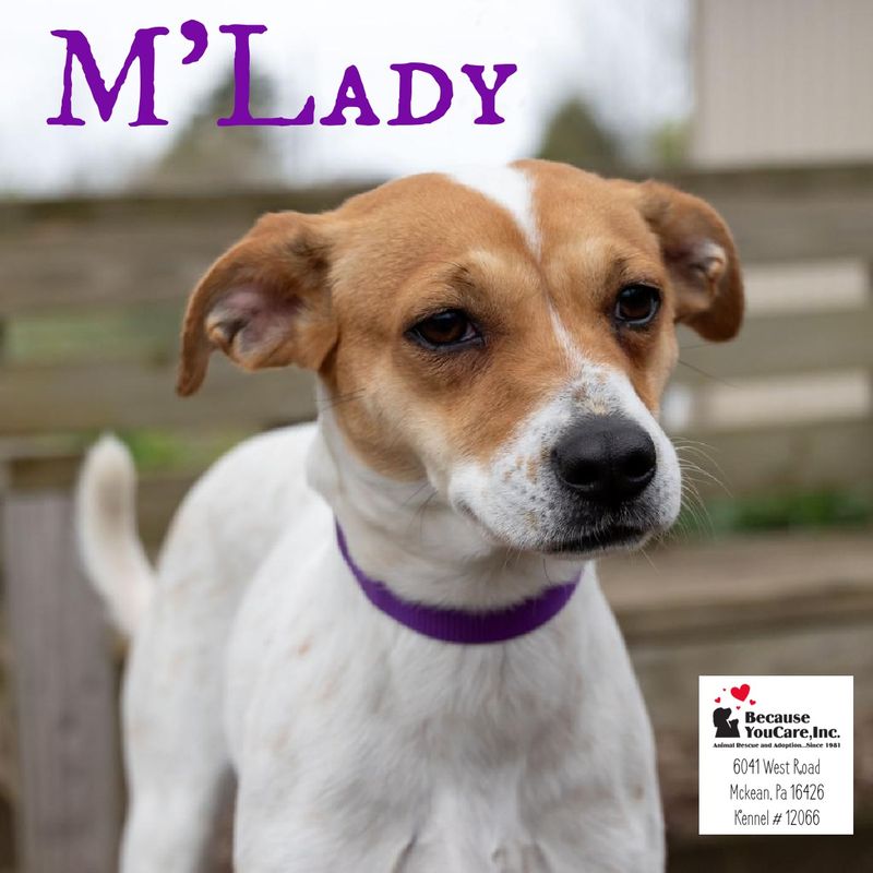 Jack Russell Terrier