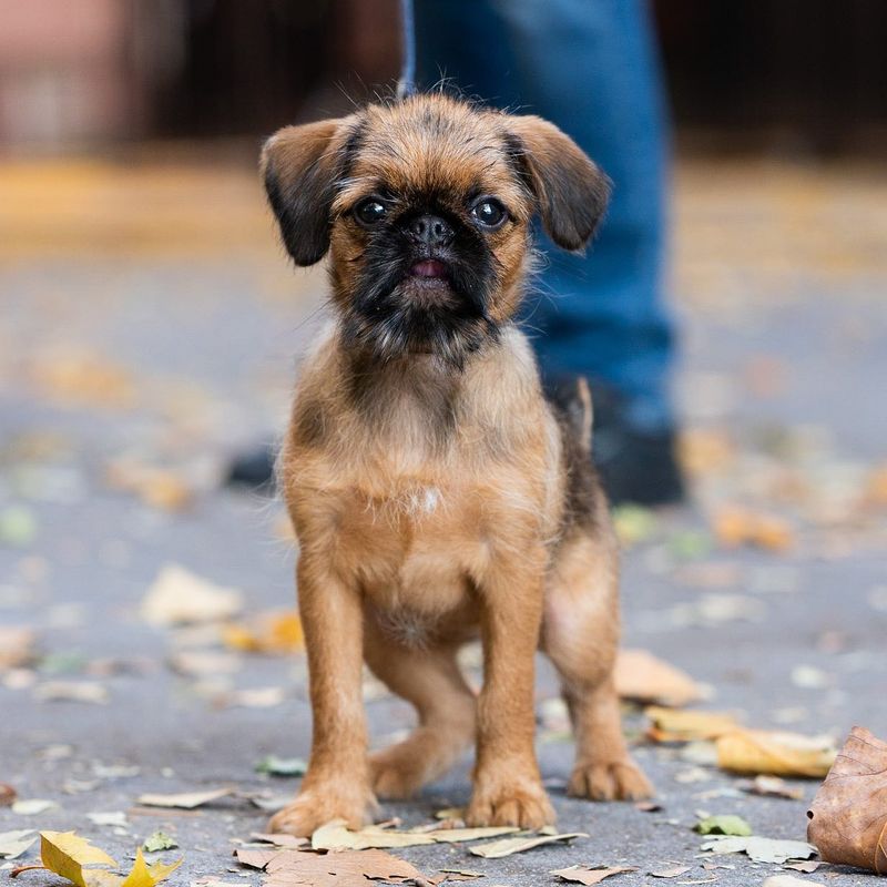 Brussels Griffon