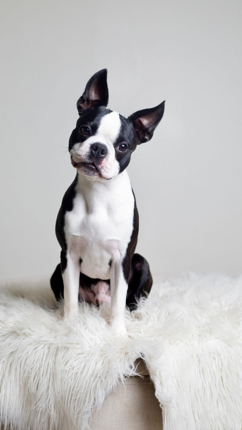 Boston Terrier