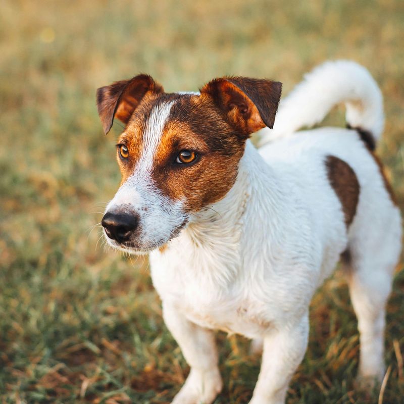 Jack Russell Terrier