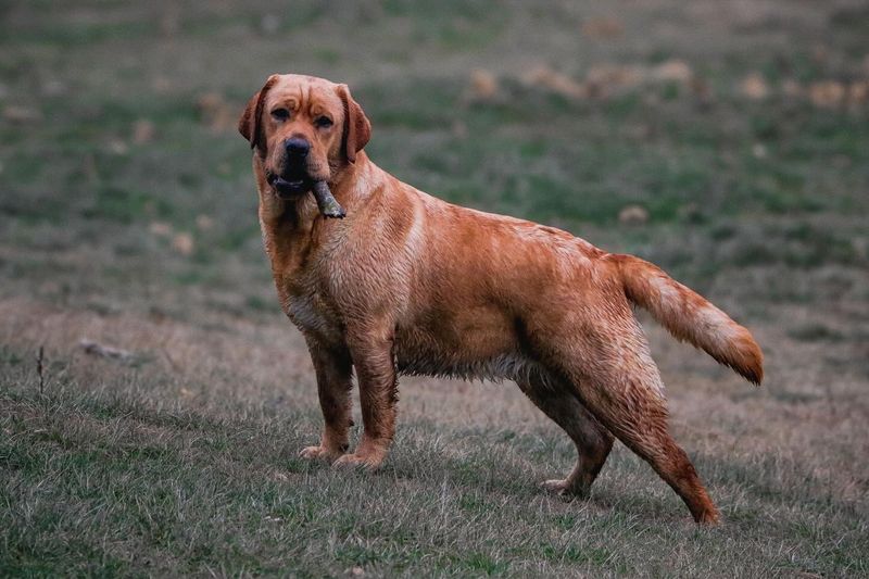 Labrador Retriever
