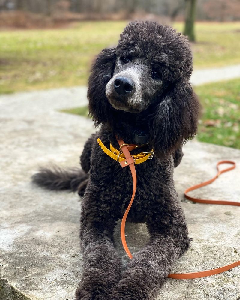 Poodle