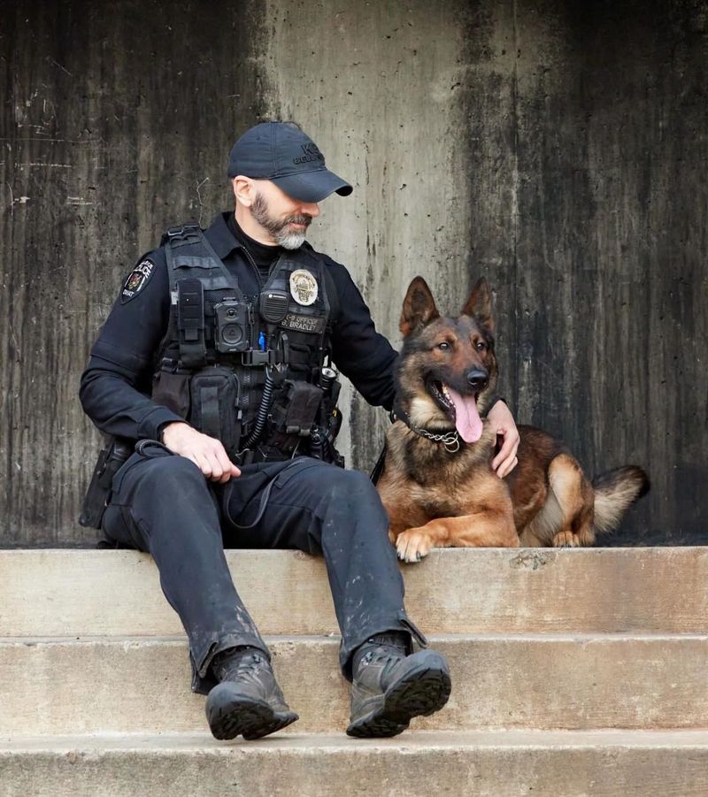 German Shepherd
