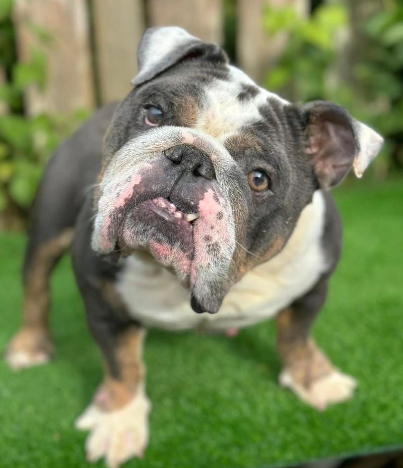 Bulldog