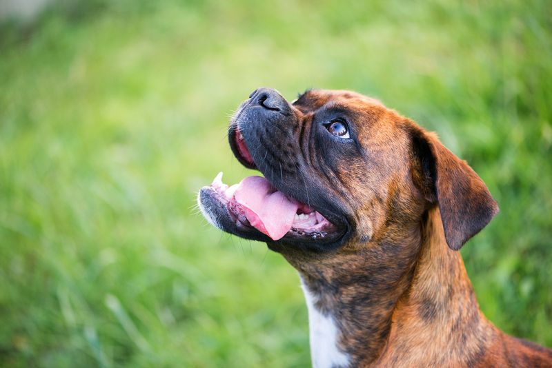 Boxer