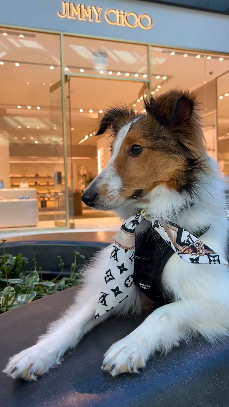 Shetland Sheepdog
