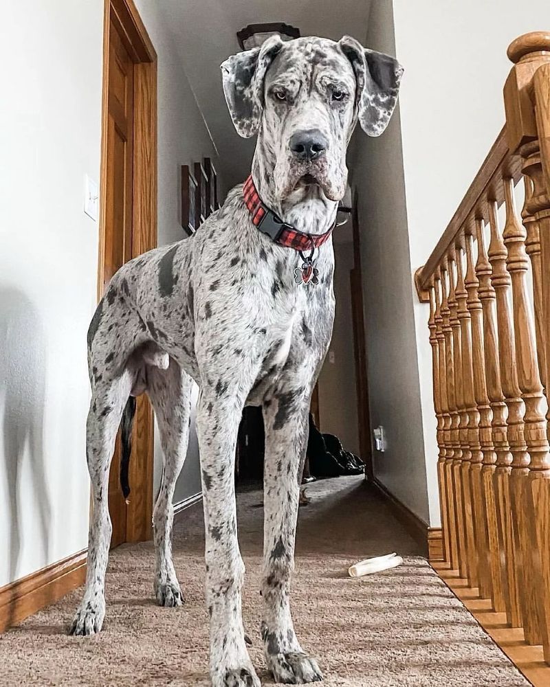 Great Dane