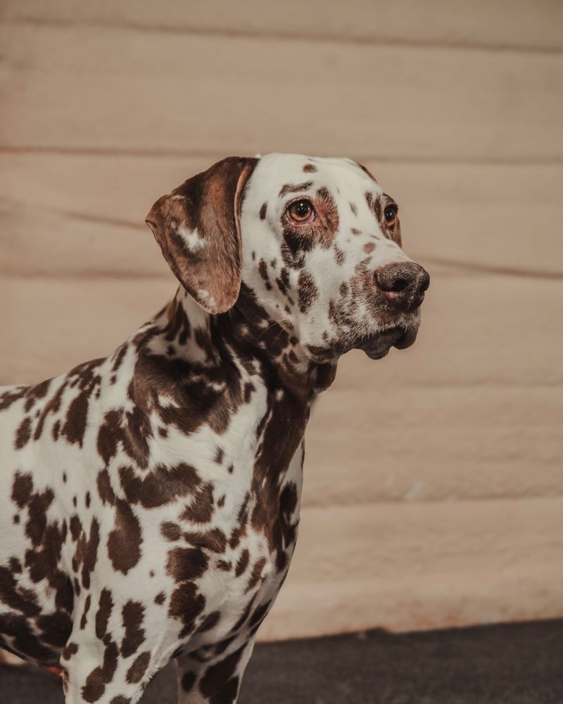 Dalmatian