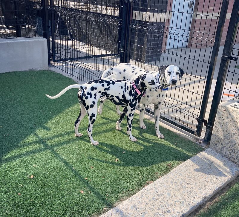 Dalmatian