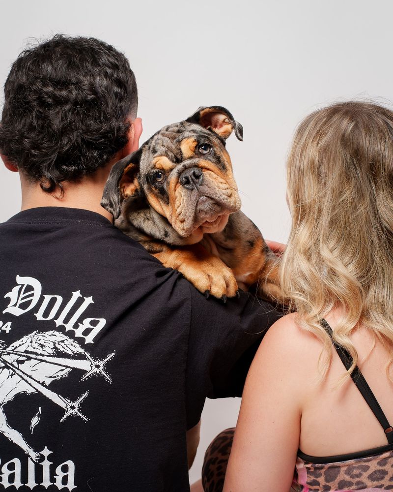Bulldog