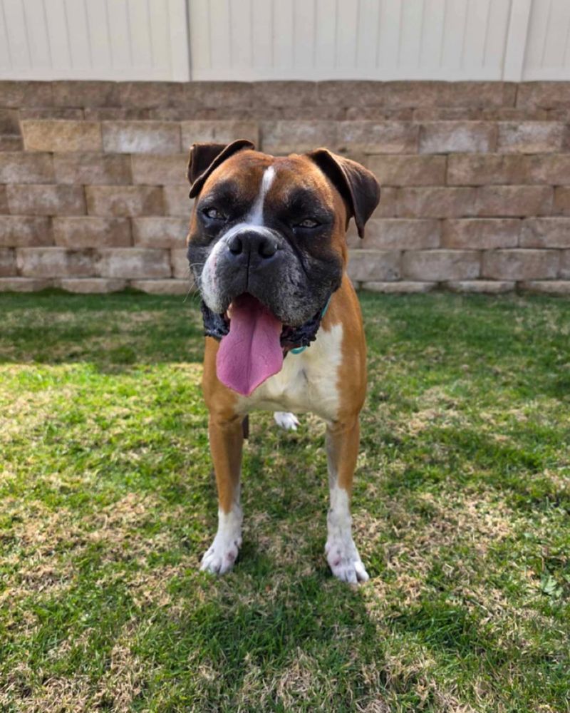 Boxer