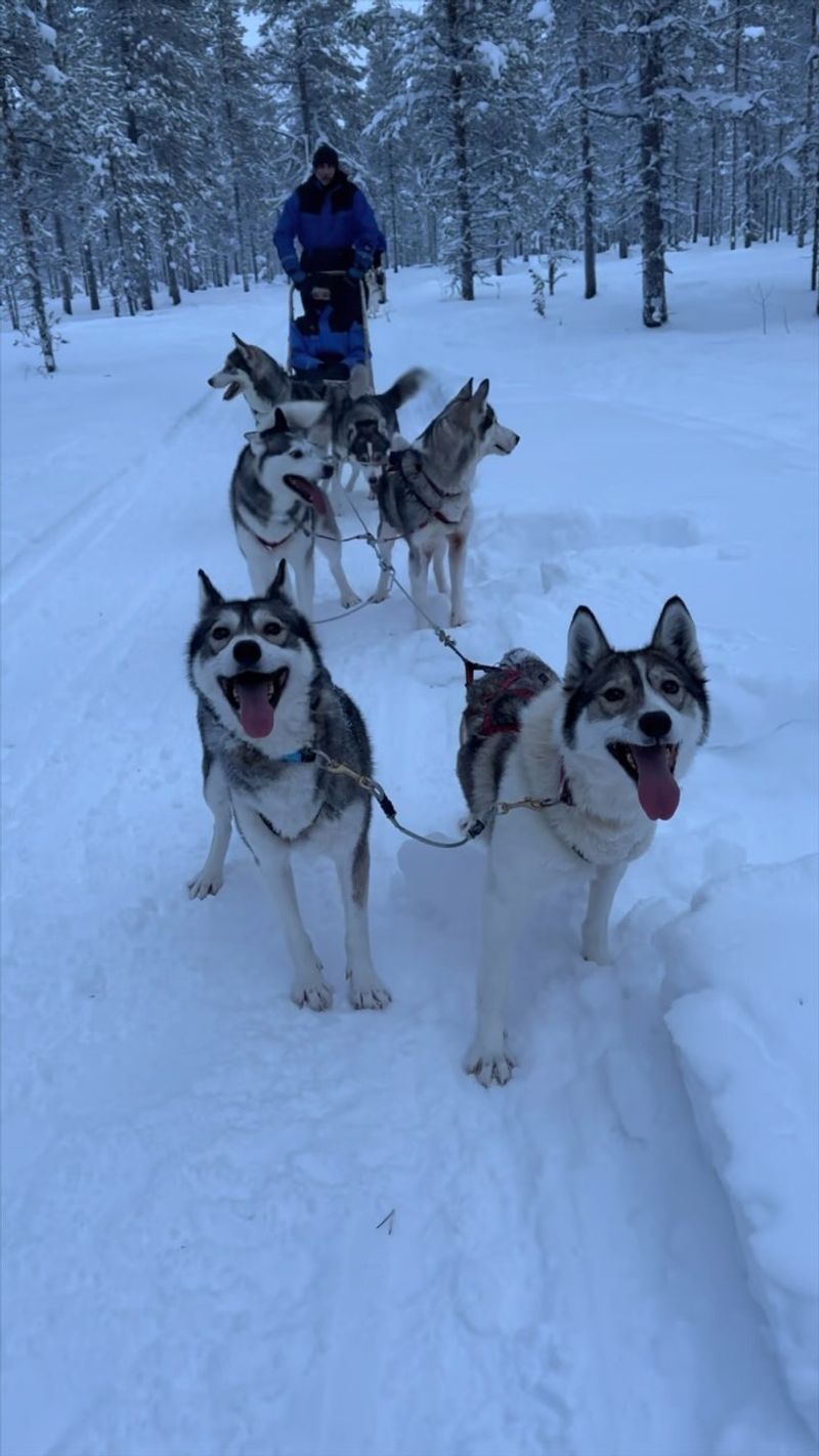 Siberian Husky