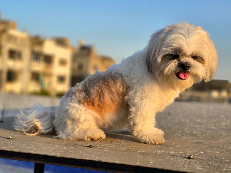 Shih Tzu
