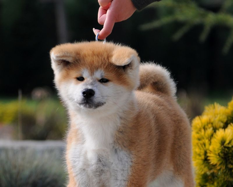 Akita