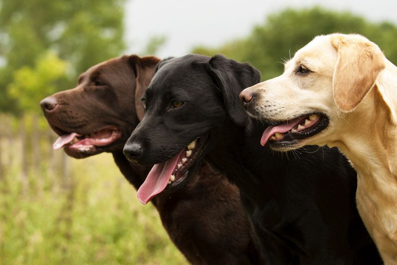 Labrador Retriever