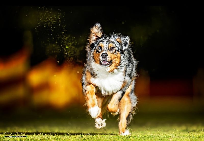 Australian Shepherd