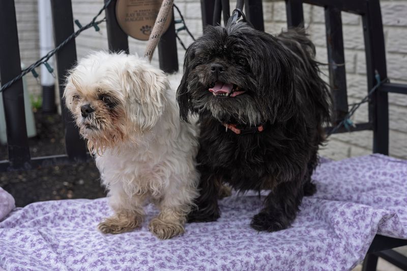 Shih Tzu