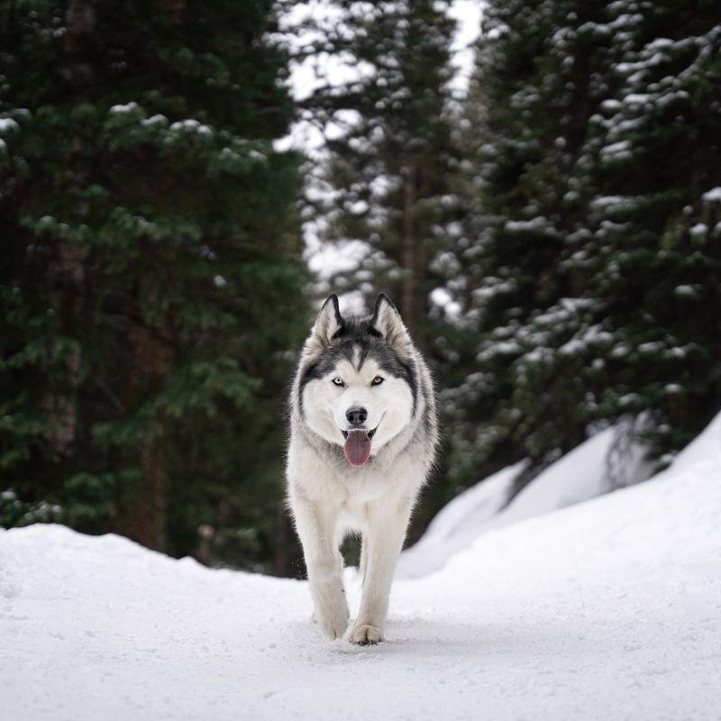 Siberian Husky: The Adventurer
