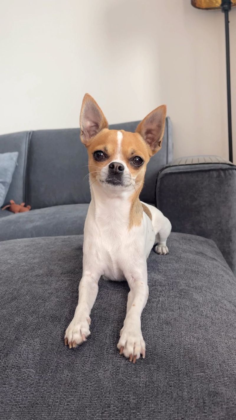 Chihuahua
