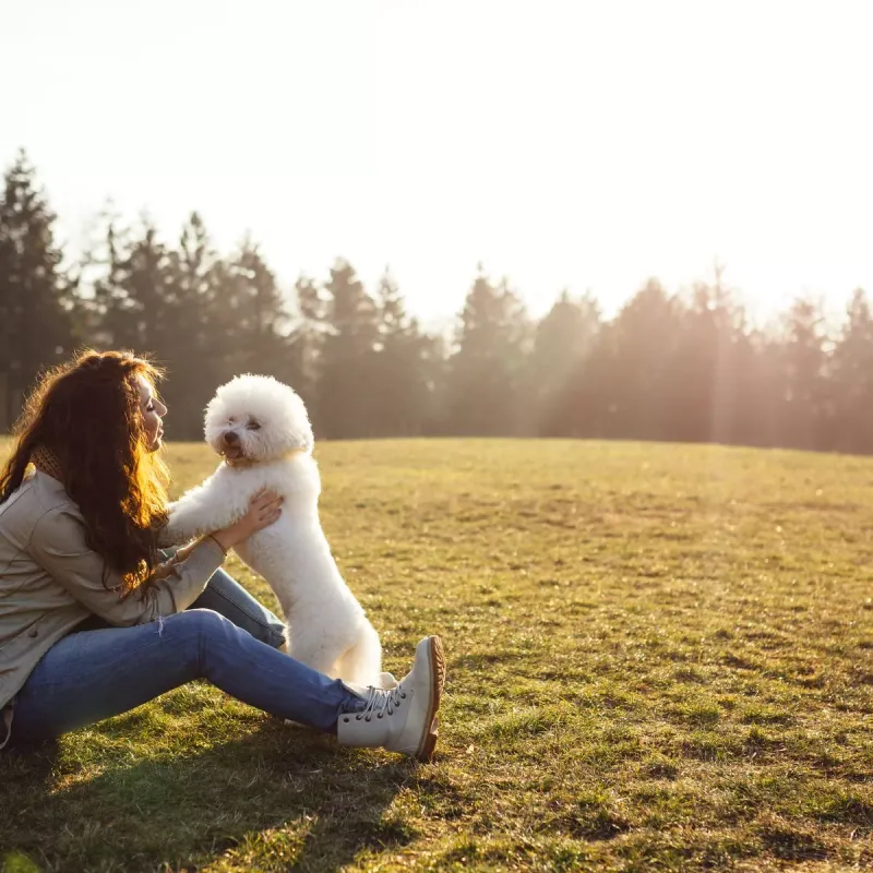 Bichon Frise