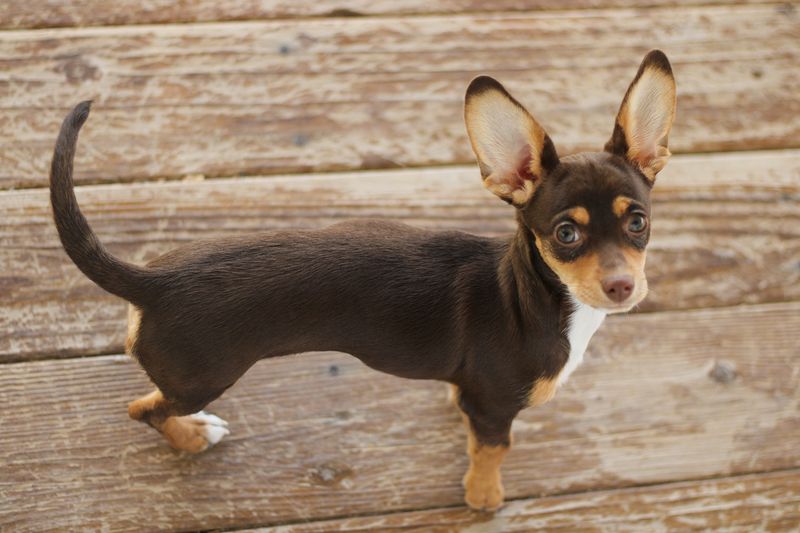 Chiweenie