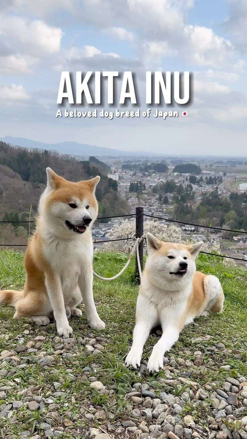 Akita Inu