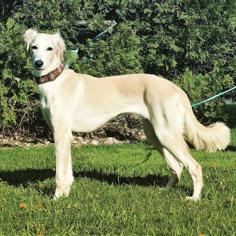 Saluki