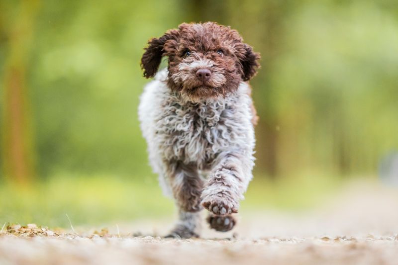 Lagotto Romagnolo