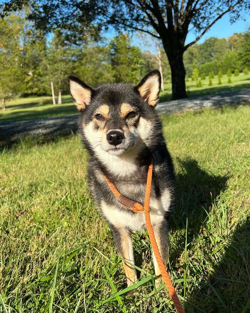 Shiba Inu
