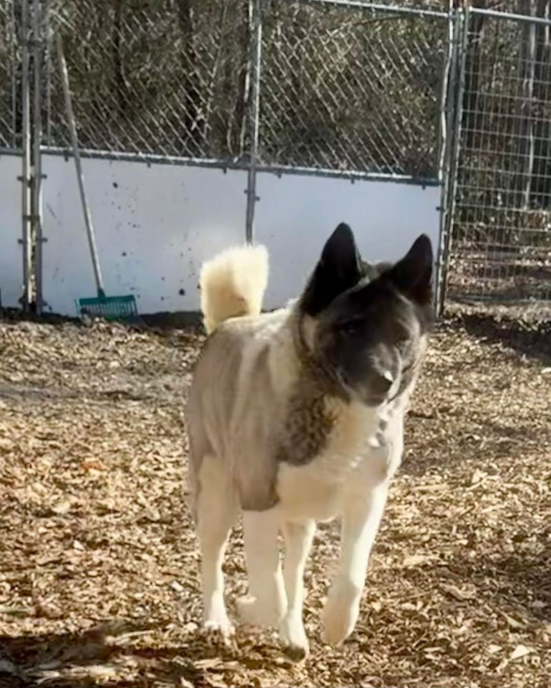 Akita Inu
